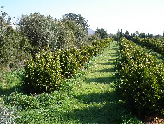 Agricultura cubre con medio millón costes de certificación de 5.000 productores ecológicos