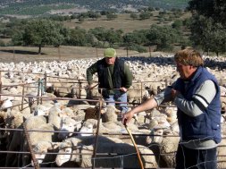 La Junta permitirá mantener al ganado ecológico con alimentos convencionales hasta noviembre, debido a la sequía