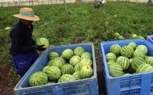 El melón y la sandía de Almería superan esta campaña todos los controles de madurez realizados por la Junta