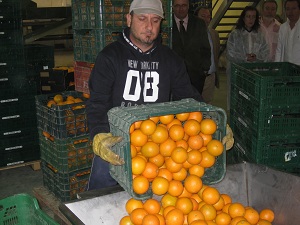 Almería envía mandarinas a Moldavia y Arabia Saudita y limones a Suecia y Rusia