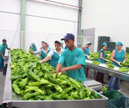 La campaña hortícola almeriense 2011-12 bate récords con 3,1 millones de toneladas y un valor comercial de 2.336 millones