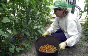 El sector solicita que se eviten distorsiones entre productores de frutas y hortalizas al implantar en España el nuevo sistema de pagos directos de la PAC