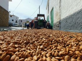 Se incrementará la cosecha de almendra