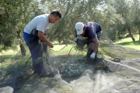 ASAJA GRANADA solicita la regulación de extranjeros para la campaña de la aceituna ante la falta de mano de obra