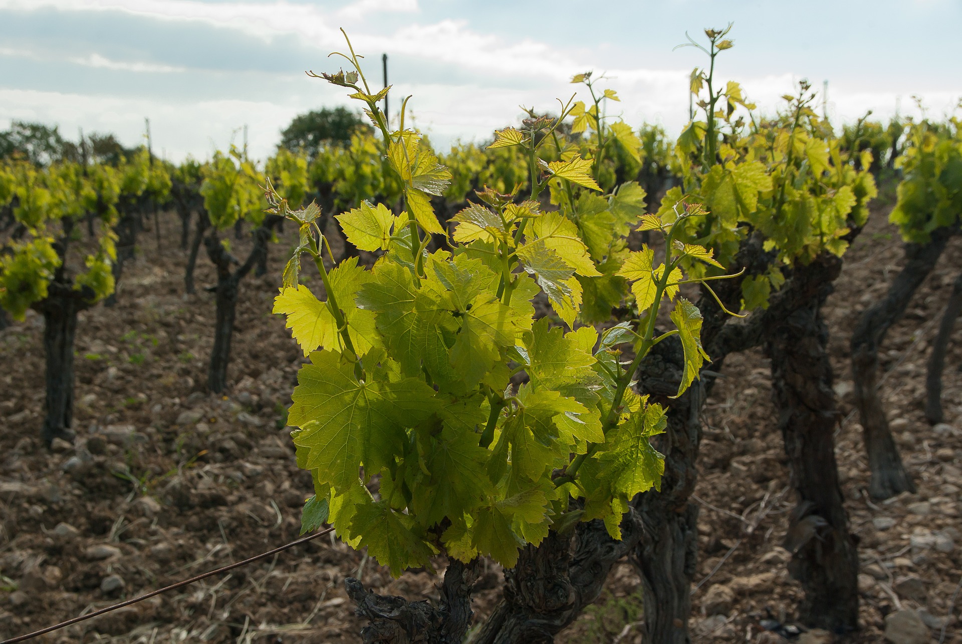 Publicado el listado de adjudicatarios de nuevas plantaciones de viñedo para 2016