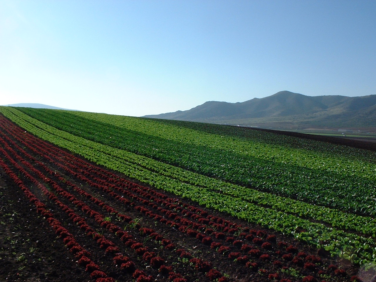 La Junta empieza a pagar 648,5 millones de euros del anticipo de las ayudas directas de la Política Agrícola Común