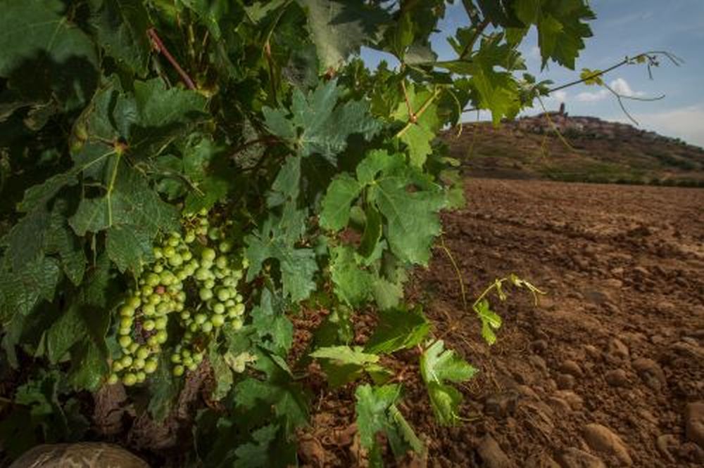 España es el primer país en superficie de viñedo, el 30% del total de la UE y el 13% de la superficie mundial