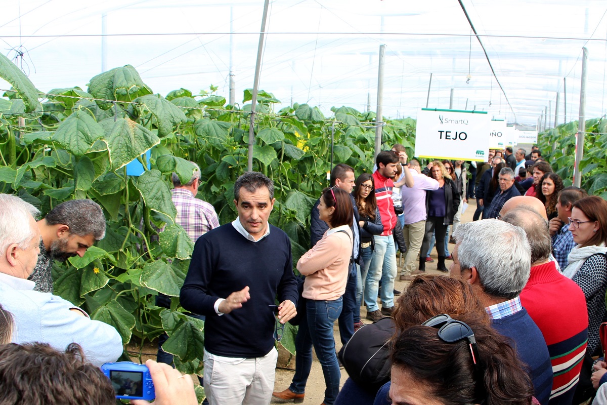 Fitó presenta SmartQ, una línea mejorada de pepino holandés que aporta calidad de fruto en una planta más resistente