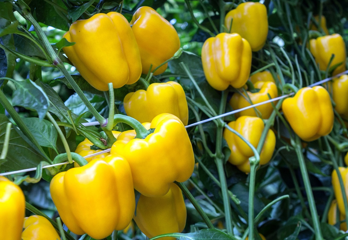 Semillas Fitó lanza su nuevo pimiento Borneo, el nuevo california amarillo con calibre G que ofrece producción, calidad de fruto y poscosecha