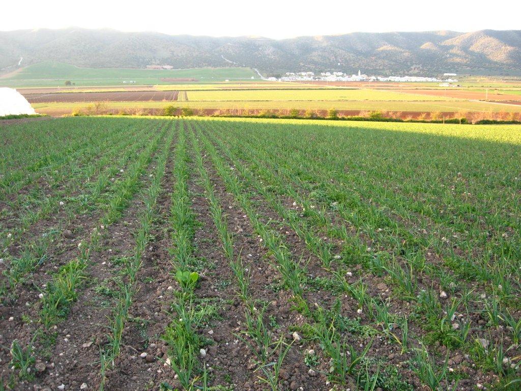 La tierra cultivada en España es insuficiente para abastecer el consumo del país