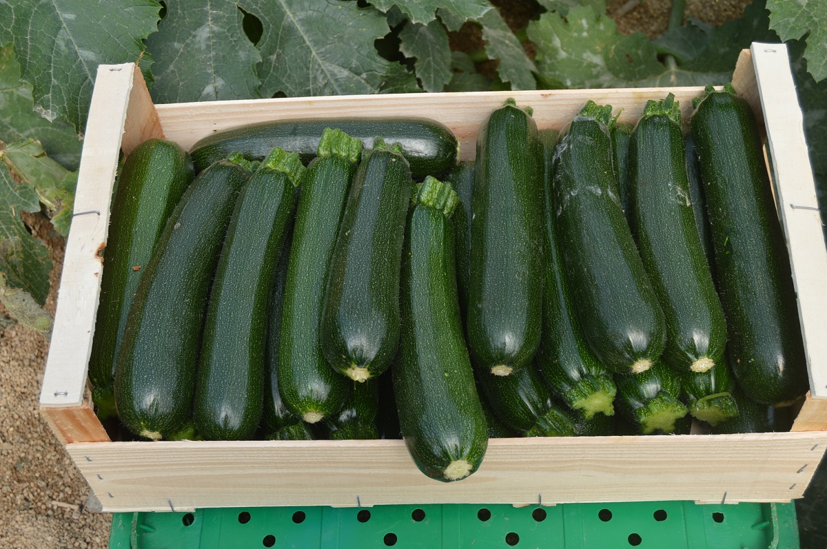 Una menor competencia y una caída de la oferta elevan el valor de pepino y calabacín