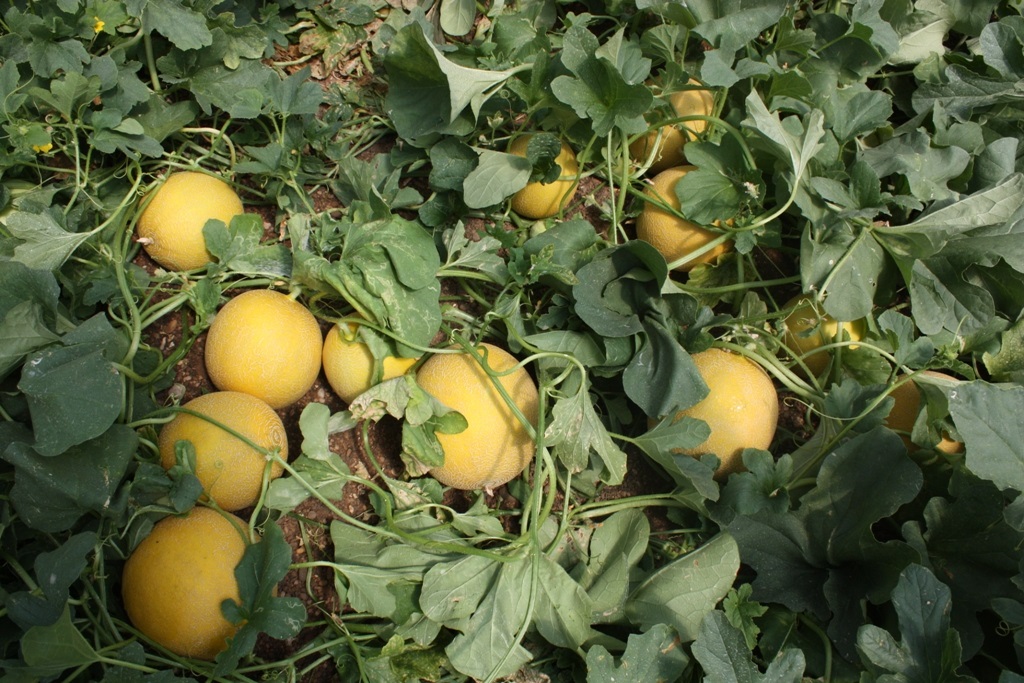 Asaja muestra su preocupación por el incremento de las importaciones de sandia y melón de países terceros