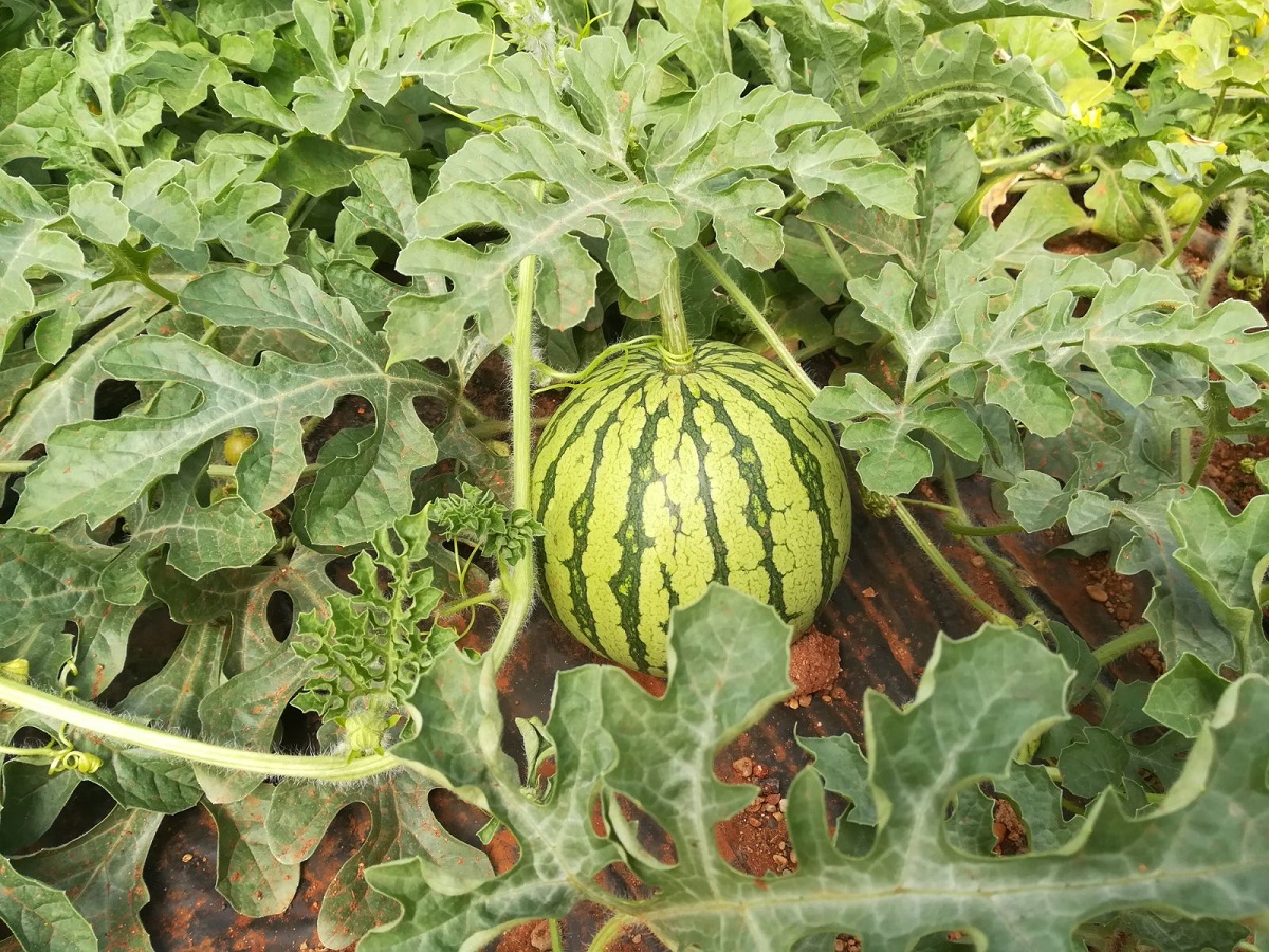 La Junta vigila que el melón y sandía de Almería llegue al consumidor con la máxima calidad