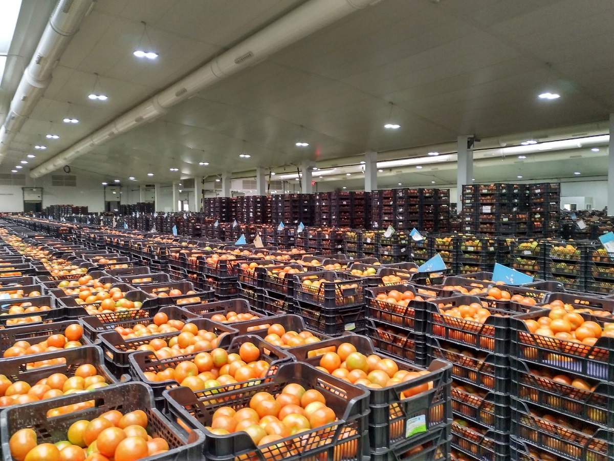 Grupo Agroponiente Vegacañada traslada durante el verano las subastas a sus centros de La Redonda y Vegacañada