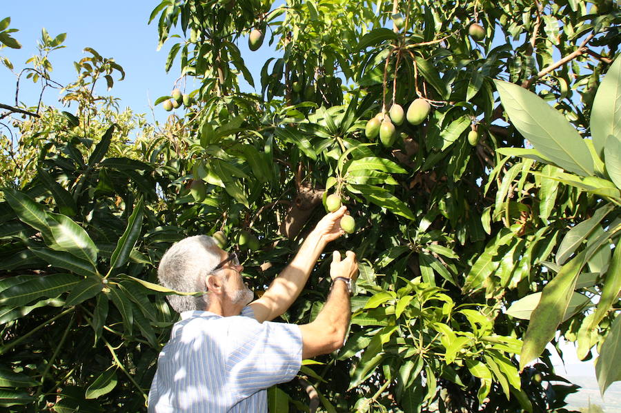 La agroecología, una incipiente vertiente de la agricultura ecológica