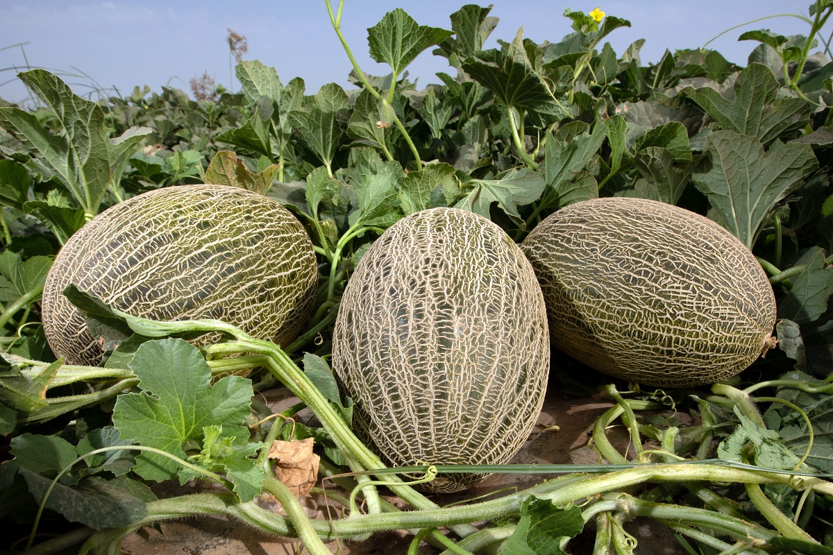 Fitó lidera la oferta de melón piel de sapo para Murcia y Castilla-La Mancha con Paredes, Ceferino y Arroyo