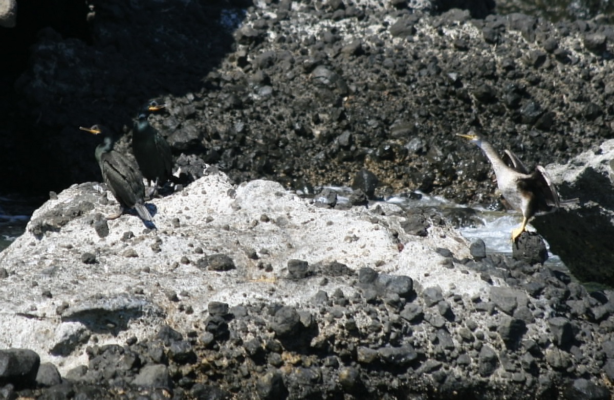 Medio Ambiente confirma la presencia de 24 parejas repro-ductoras de cormorán moñudo