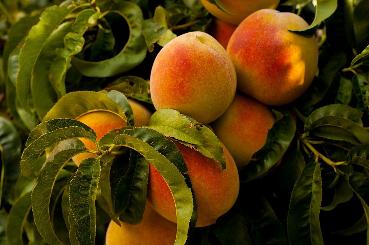 El melocotón y la nectarina acaparan casi dos tercios de la superficie destinada a frutales de hueso en Andalucía