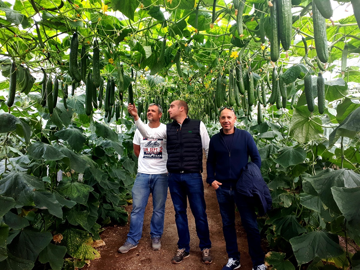 Fitó muestra en campo la calidad y potencial productivo de Caoba, su nuevo pepino holandés con genética SmartQ