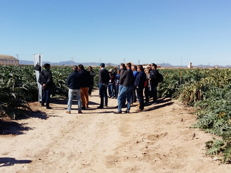 BASF Vegetable Seeds apuesta por diversificar la oferta de alcachofa en el mercado español para incentivar su consumo