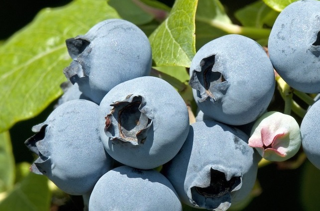 Ecoculture Biosciences adelanta en veinte días la floración y el cuajado de arándanos Star