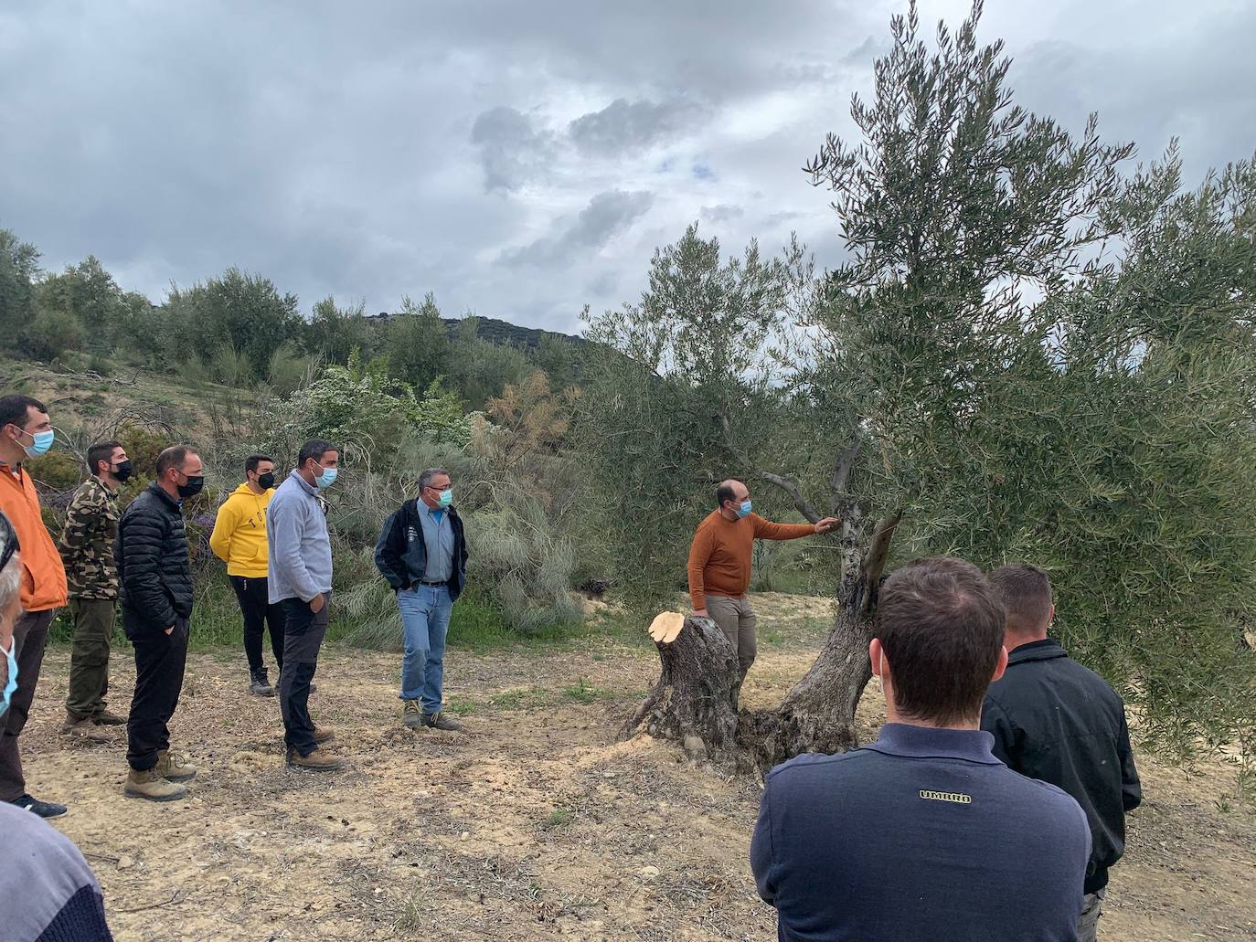 Ciento cuarenta agricultores aprenden poda de olivar con el apoyo de la Federación de Cooperativas y Caja Rural Granada