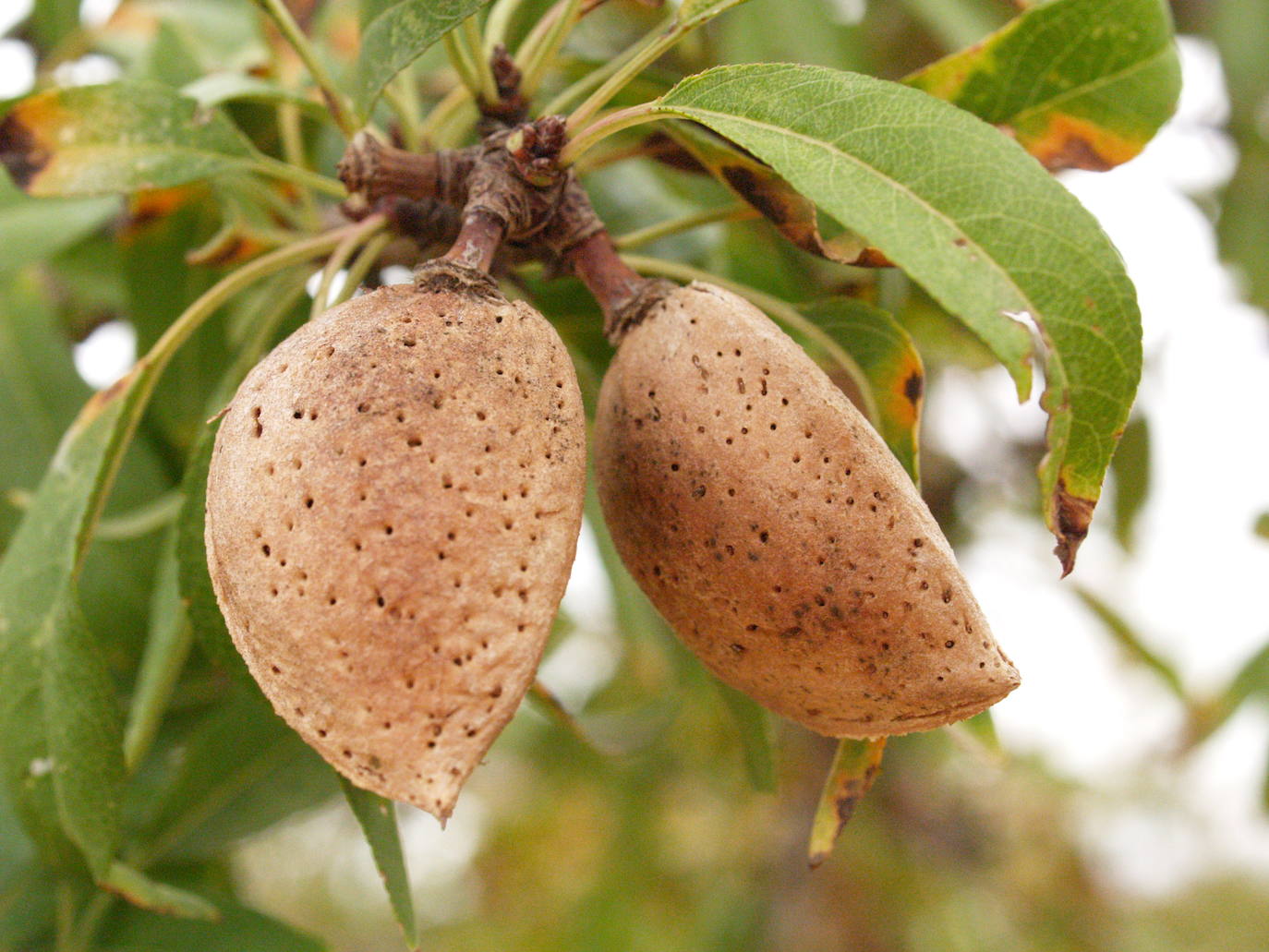 La producción de almendra sobrepasará las 373.500 toneladas, un 17 % más que en la última campaña