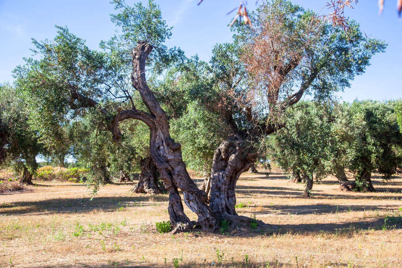 Identificada una solución natural contra Xylella fastidiosa, una de las enfermedades que más preocupa a la agricultura