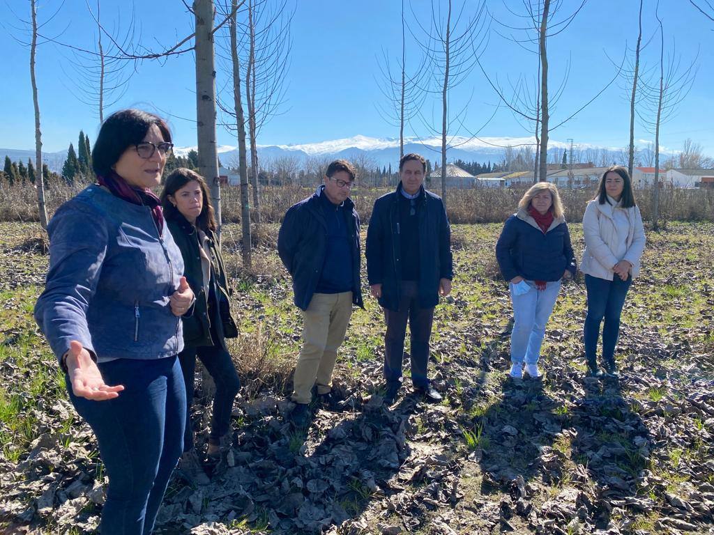 La Junta apuesta por el cultivo de chopo en la Vega