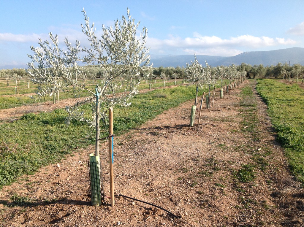 Arrancan las obras de modernización de regadíos de la Comunidad de Regantes Pozo Alcón