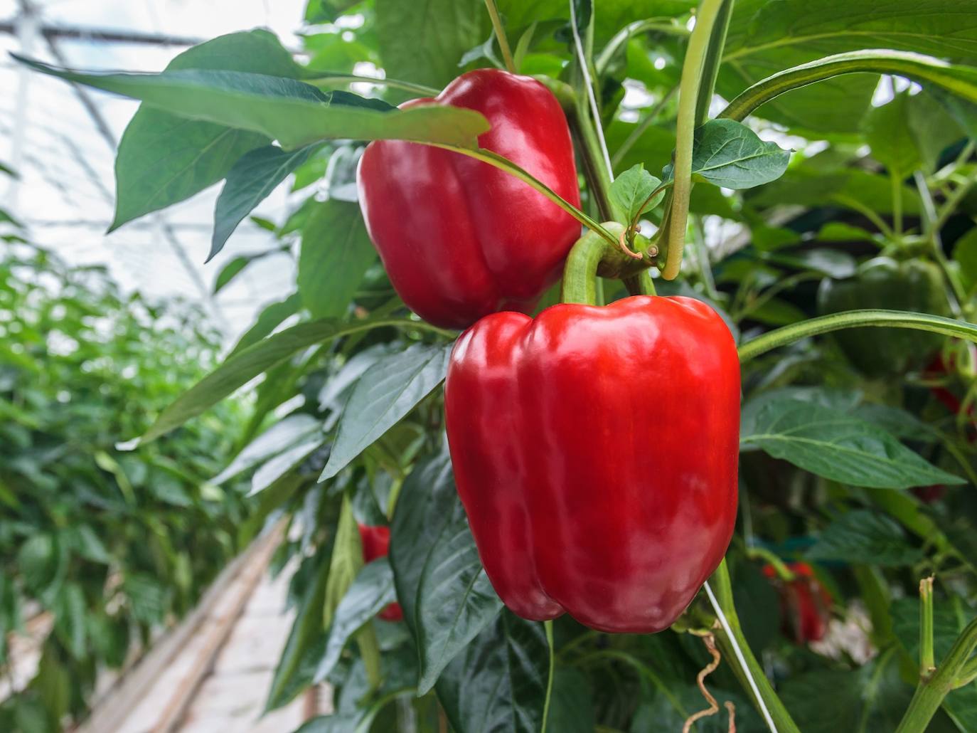 Agricultura anima a los profesionales a acogerse a las ayudas de invernaderos