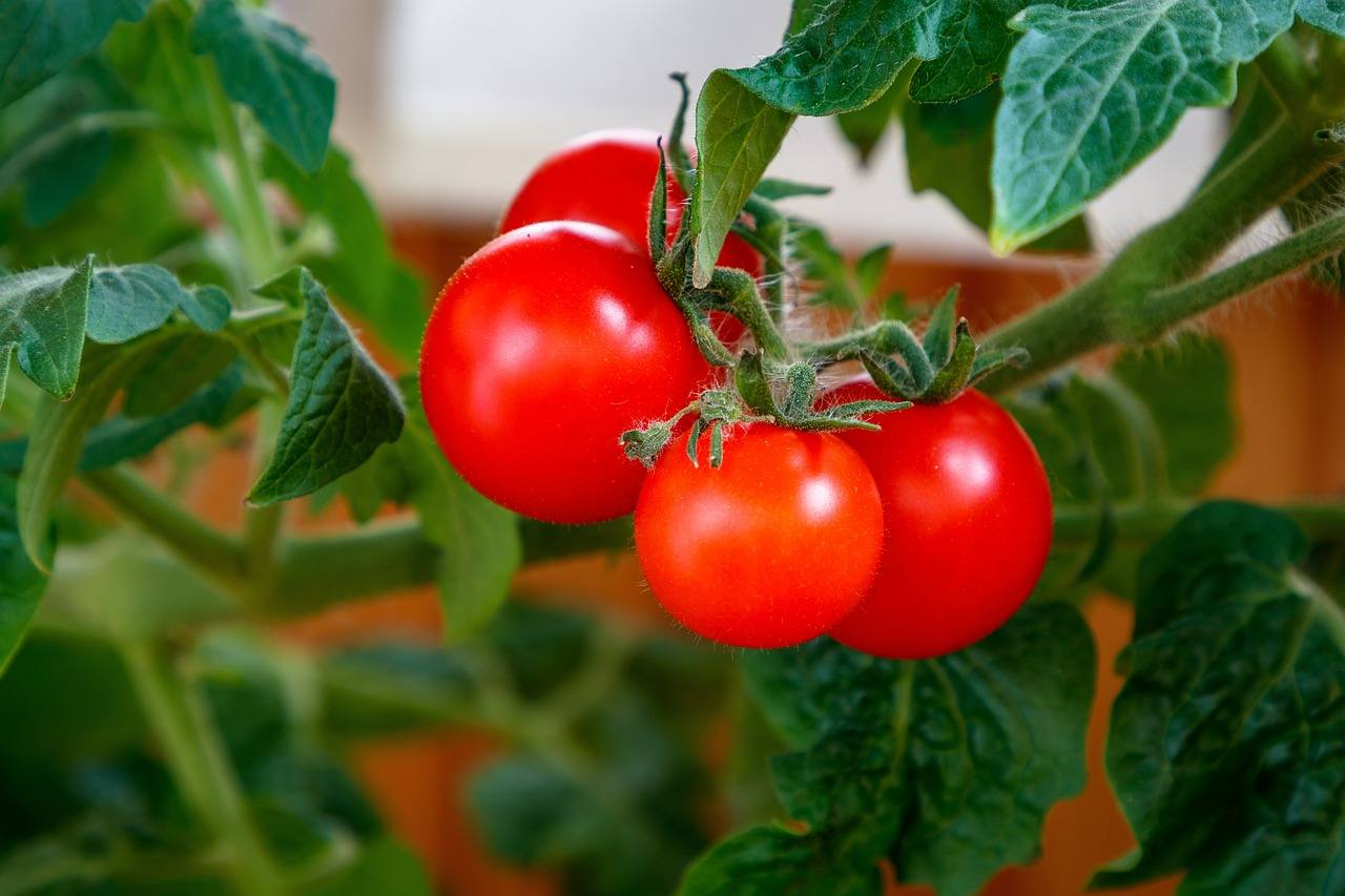 Unión de Uniones alerta de la pérdida de más de 30 millones de euros en tomate de industria por sequía y sanidad vegetal