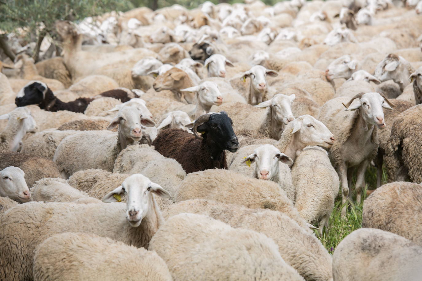 La Consejería pone fin a las restricciones de movimiento de animales afectados por la Viruela Ovina y Caprina