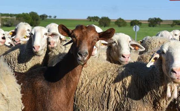 Andalucía saca ayudas propias para paliar los efectos de la Viruela Ovina Caprina a los ganaderos