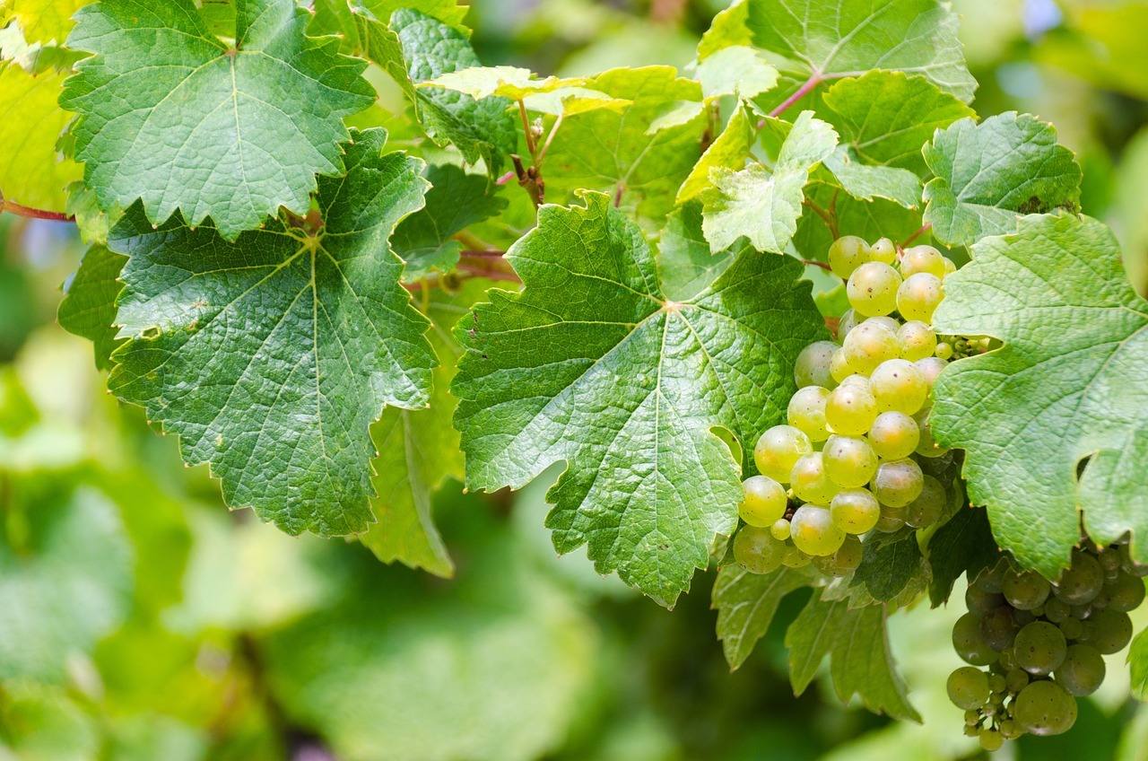 Cómo los multiples usos de la uva ayudan a modernizar la agricultura