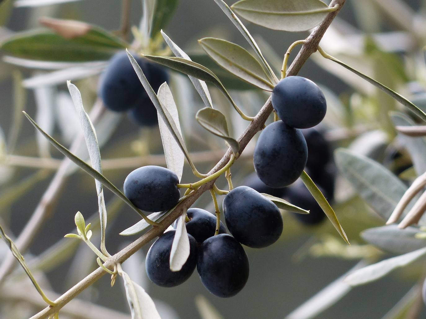 Granada acoge este jueves un foro internacional sobre aceite de oliva