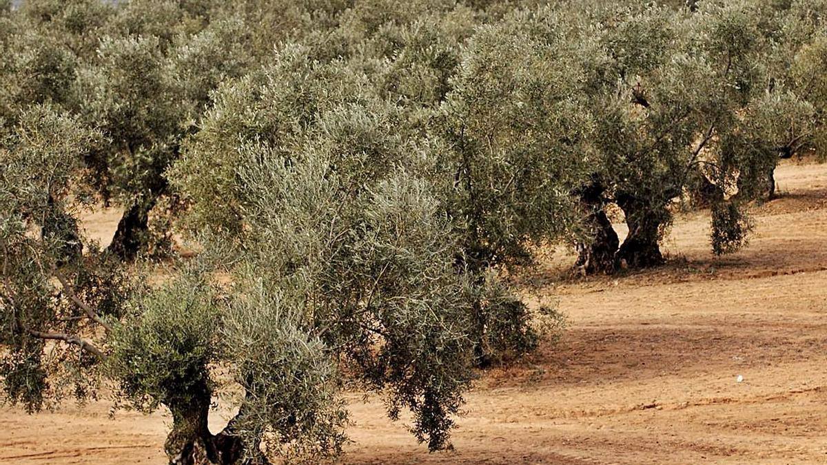 Unión de Uniones presenta en el Congreso una iniciativa para que se concedan ayudas directas al olivar y viñedo