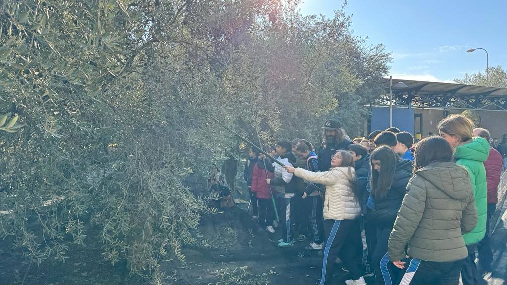 Escolares aprenden el arte de varear y participan en una cata de aceite junto a la DOP Montes de Granada