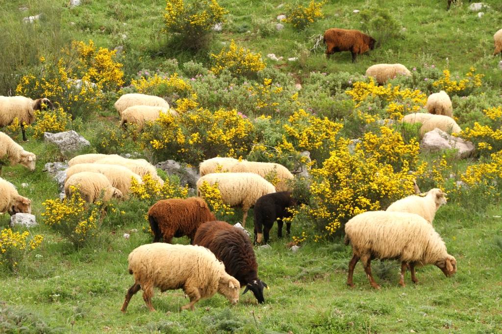 La Consejería de Agricultura impulsa el fomento de las razas autóctonas españolas en Andalucía