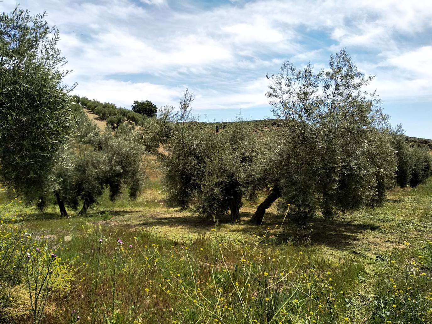 Un proyecto plantea la instalación de dispositivos en el olivar para el máximo aprovechamiento del agua