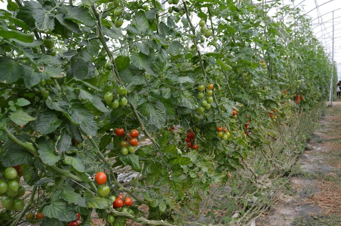 Un proyecto plantea el uso de desechos del tomate para mejorar la  calidad de su cultivo