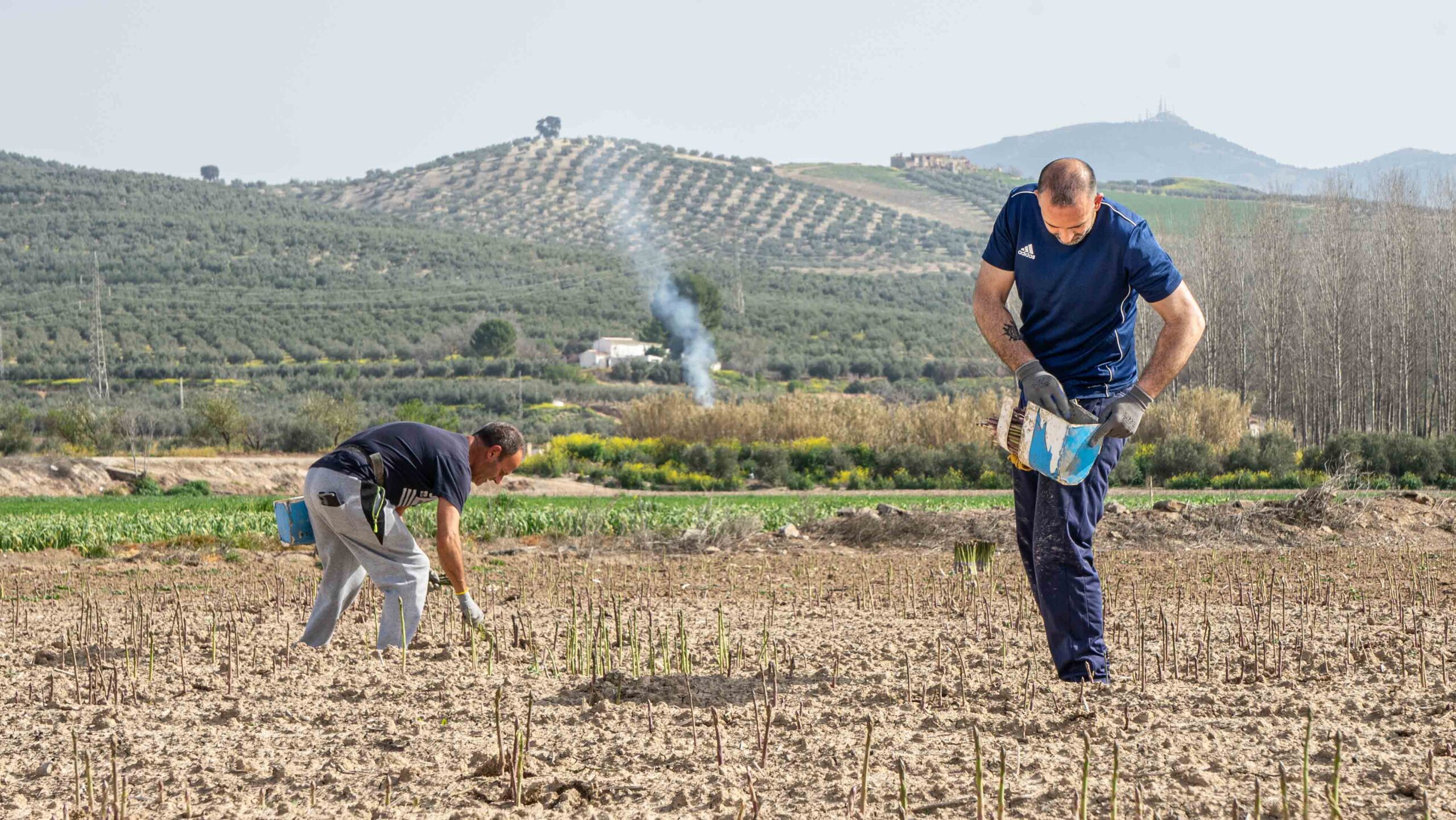 15 cooperativas granadinas arrancan la campaña del espárrago verde con previsiones al alza