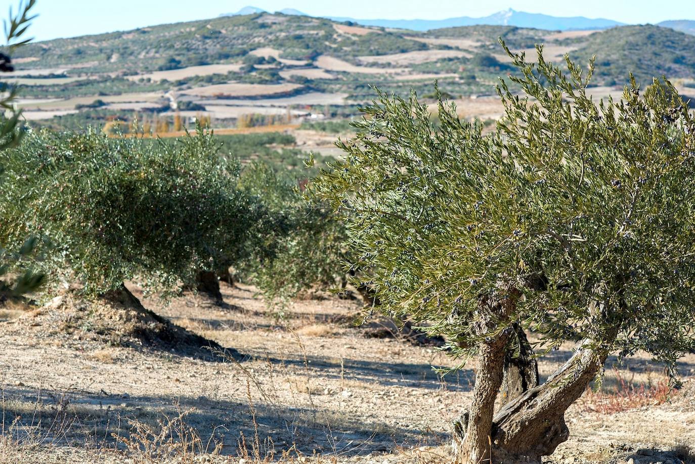 Andalucía lidera las exportaciones agroalimentarias con un récord histórico de 8.903M€ y un crecimiento del 14%, registrados en el primer semestre del año