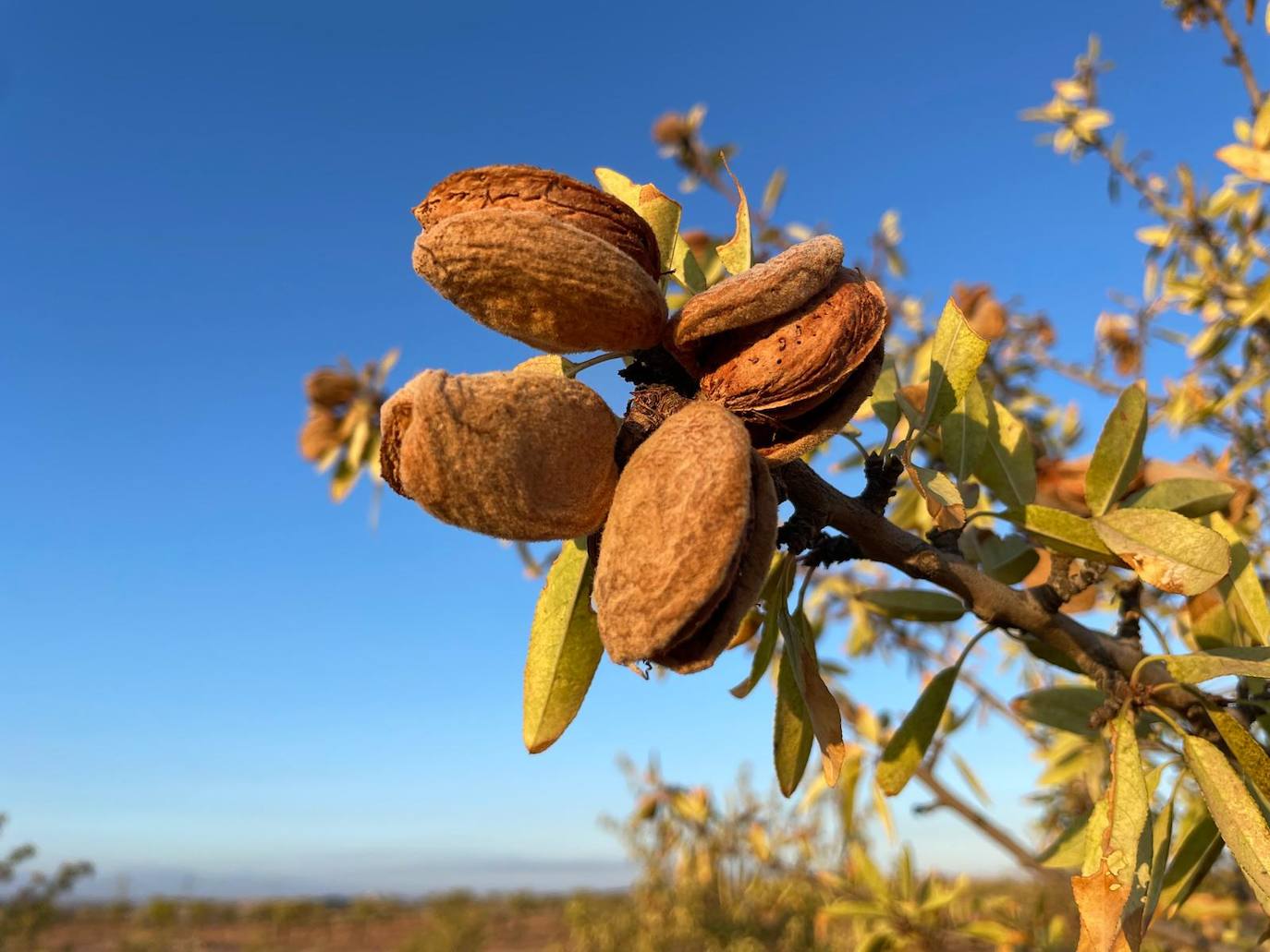 Una docena de cooperativas de la almendra comienzan la campaña en la provincia con previsiones al alza