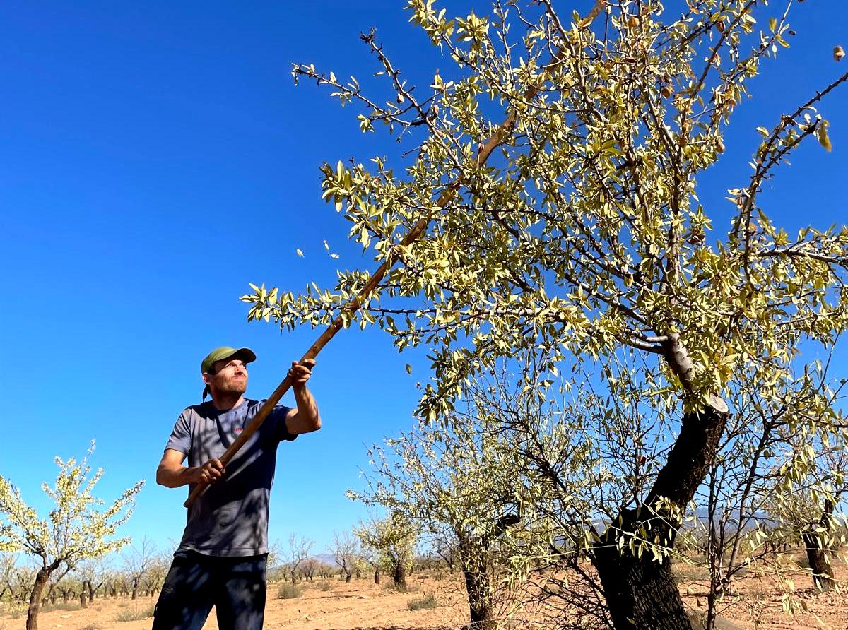 La almendra crecerá un 30% tras varios años «complicados»