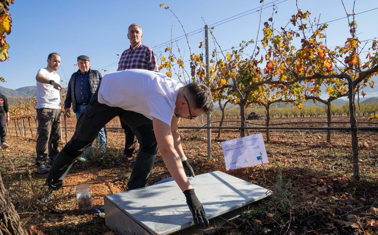 Una finca de Bodegas Calvente en el Valle de Lecrín, campo de pruebas de una innovadora herramienta digital para gestionar los viñedos