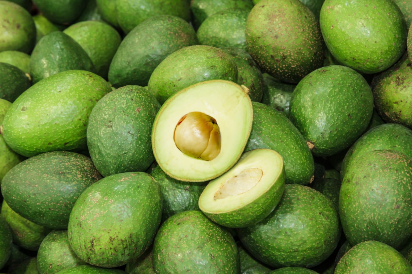 Enfermedades del aguacate y sus soluciones: claves para proteger tu cultivo