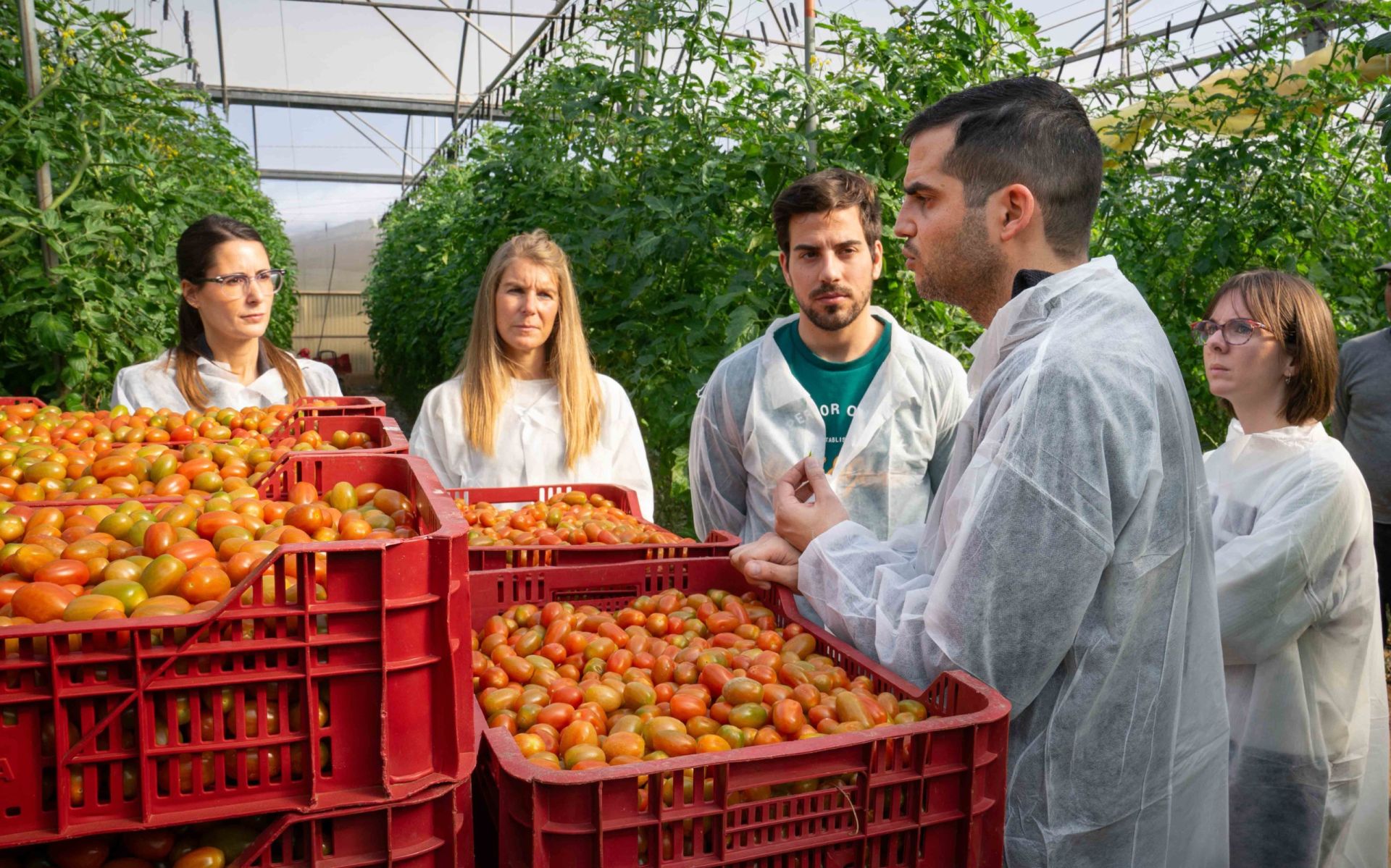 Tomates que abonan tomates: un proyecto pionero cierra el círculo y usa desechos del fruto para su propio cultivo 