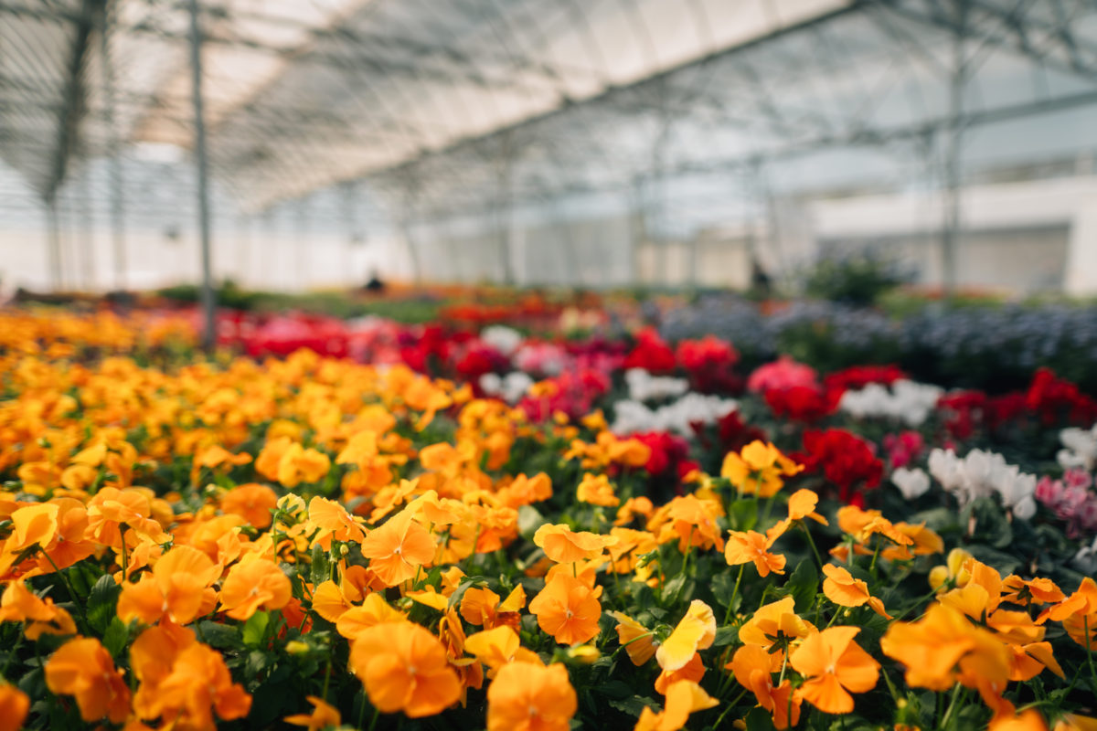 Siembra y Cultivo de Flores de Jardín desde Semillas
