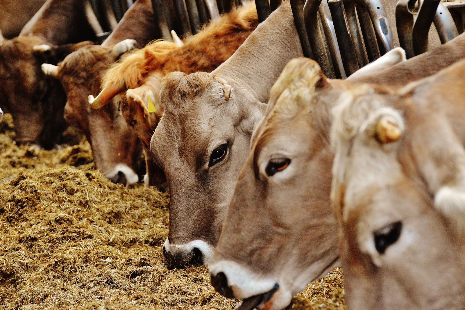 ¿Cómo ofrecer maíz a las vacas lecheras: molido o en copos?